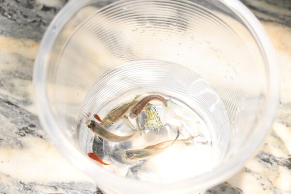 彰化搶先防護！鼓勵全台民眾有效防範登革熱疫情