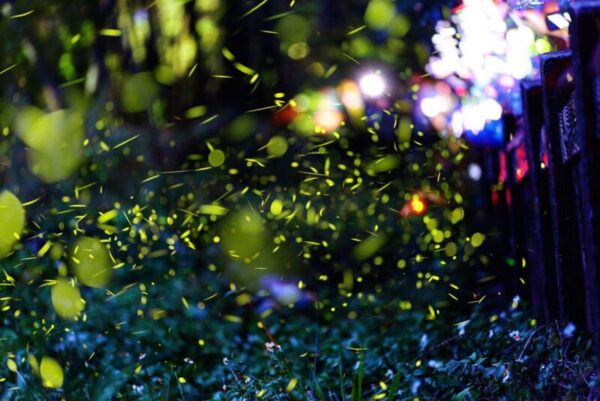 2025 大坑蝶螢嘉年華登場 春季賞螢4/7搶先開放報名