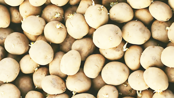 台灣餐桌危機：發芽馬鈴薯背後的食安、體制與信任博弈