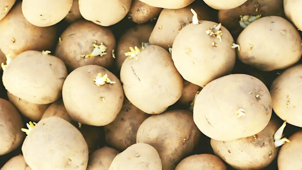 當「科學」碰撞「信任」 馬鈴薯食安風險與危機